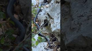 Western whip snake Coluber viridiflavus resting in the sun snake naturephotography wildlife [upl. by Monty]