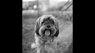 Hundefotografie  Tierfotografie  Hunderassen  Dokumentation  Halle Saale  SachsenAnhalt [upl. by Sachiko]