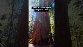 Check out one of the BIGGEST trees in Redwood National Park redwoodnationalpark nationalpark [upl. by Eikcuhc]