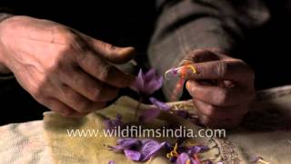 Removing stamens from Saffron crocus flowers to extract the spice [upl. by Darrin339]