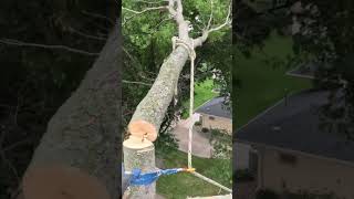 hackberry limb climber chainsaw trewwork arborist [upl. by Ahsal]