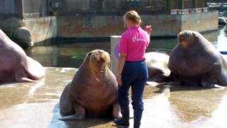 Dolfinarium Harderwijk Snorrrrshow [upl. by Ettenyar]