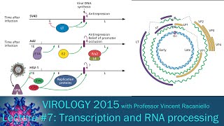 Virology 2015 Lecture 7 Transcription and RNA processing [upl. by Adur]