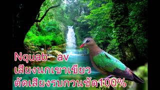 เสียงนกเขาเขียว suab nquab nstuab nquab av Chim bồ câu xanh លលក [upl. by Jorgan191]