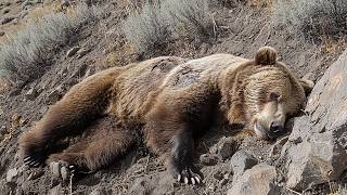 Hiker Stumbles Upon Dead Grizzly Bear  What Happens Next Is Shocking [upl. by Sibelle]