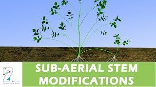 SUBAERIAL STEM MODIFICATIONS [upl. by Frangos]