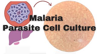 StepbyStep Guide Culturing Plasmodium falciparum Strains in the Lab [upl. by Baelbeer18]