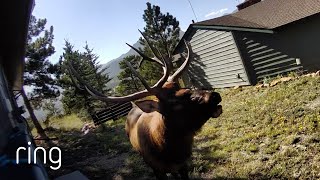 Large Elk Sings for the Ring Camera  RingTV [upl. by Sainana]