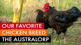 Our favorite chicken breed the Australorp [upl. by Annavoj]