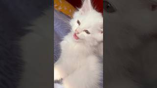 Makes something memorable☺️”￼comment your cat names”cat shorts cute viralvideo meow [upl. by Isaak332]