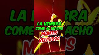 🦟Los Secretos Impactantes de las Mantis Religiosas🙏 [upl. by Lleirbag495]