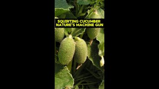 Squirting Cucumber  Natures Machine Gun [upl. by Hittel]