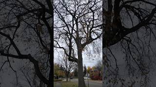 Elm tree with many curved amp winding branches 🇨🇦 [upl. by Inimak]