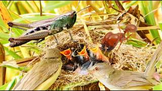 Hornero Nesting  Engineer Bird Nesting For Baby Birds [upl. by Kaden]