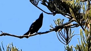 Satin Bowerbirds at Mount Glorious [upl. by Lorrac]