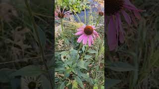 Coneflower Coneflower [upl. by Yengac55]