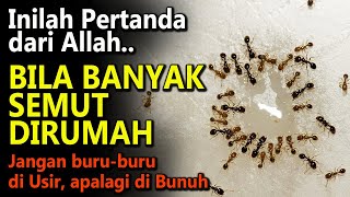 Pertanda dari Allah Bila banyak semut dalam rumah [upl. by Huntley473]