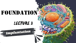 Implantation Lecture 3 Embryology Foundation module Dr Adham Saleh [upl. by Mientao]