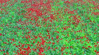 Blooming red poppies in rye field swaying in the wind at sunny day fullframe background with dolly [upl. by Aetnuahs470]