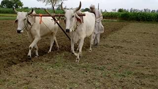 Ploughing field using bulls or Ox or animal [upl. by Anima]