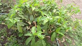 Insulin costus ignus plant for diabetic person [upl. by Libb]