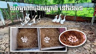 My Weekend Activity At Farmhouse  Feeding goose chicken and walk explore nature [upl. by Aysa]