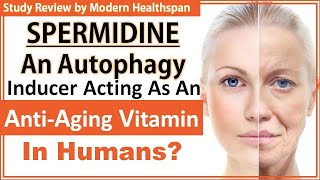 Spermidine An Autophagy Inducer Acting As An AntiAging Vitamin In Humans  Study Review [upl. by Odnumyar831]