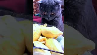 Cat stunned after smelling socks 🤮 catshorts cat catvideo animals catvideos [upl. by Nickerson]