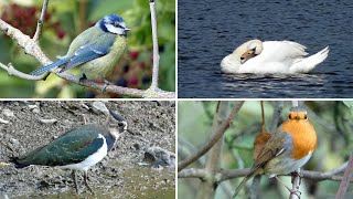 Birds Bird Song and Autumn Colours  A Visit to Langford Lakes Nature Reserve [upl. by Pembrook359]