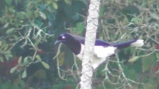 Así es el canto de la Urraca o Carriquí pechiblanco Cyanocorax affinis en Nabusimake [upl. by Murtha]