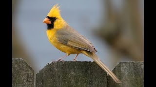 Rare yellow cardinal spotted in Alabama [upl. by Acireed744]