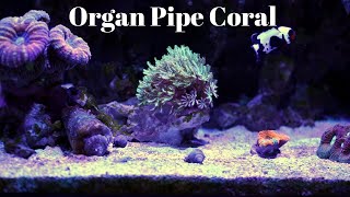 Organ Pipe Coral  Care Tips [upl. by Esela]