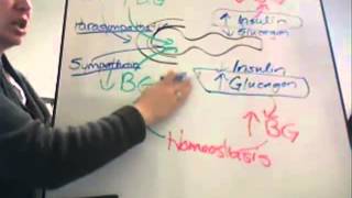 Insulin and Glucagon [upl. by Talyah]