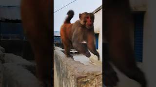 bageshwardhamsarkar monkey video [upl. by Naoh]