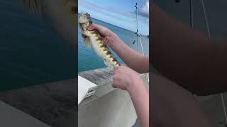 Massive Lizardfish  Bermuda Fishing [upl. by Nylad568]