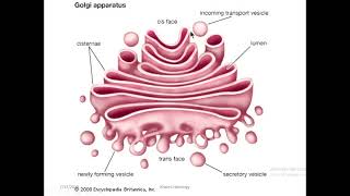 Cell histology part 2 lysosome RER SER peroxisomes [upl. by Vihs]