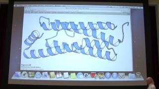 Aherns Biochemistry 4  Protein Structure I [upl. by Siraval]