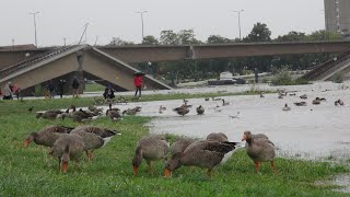 Dresden  Situation an der Carolabrücke am 15092024  Hochwasser I [upl. by Dirgni]