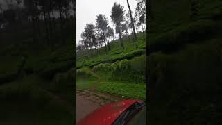 Tea estate near samse tea estate travelvideo [upl. by Leiahtan429]