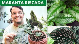 Como cultivar a MARANTA RISCADA I CALATHEA ORNATA SANDERIANA I Ricardo Brito [upl. by Martens]