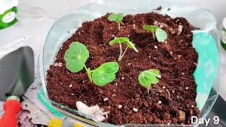 Growing nasturtium from seed with full updates  amazon seeds [upl. by Adelice]