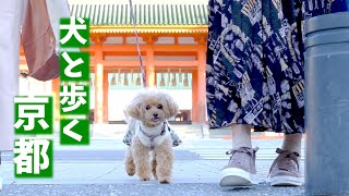 京都 岡崎🐶トイプードルのコロンちゃんと岡崎を歩いてきたよ🎶 平安神宮  京都市京セラ美術館  京都府立図書館  岡崎公園  岡崎蔦谷 [upl. by Terbecki]