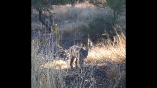 Wildlife along stream in the Chiricahua Mountains Arizona Live stream [upl. by Ballinger]