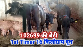 Hldbprojni 1st timer 16 किलोग्राम दूध 102699bull की बेटी [upl. by Nnaeerb]