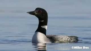 Common Loon Calling Lake Kabetogama Voyageurs National Park [upl. by Enilreug]