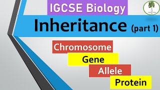 inheritance part 1 Chromosomes genes alleles IGCSE biology [upl. by Rugg]