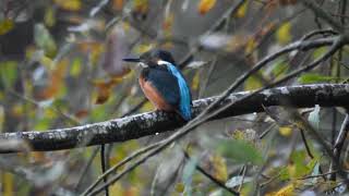 Kingfisher at Rutland Water [upl. by Suzanna81]