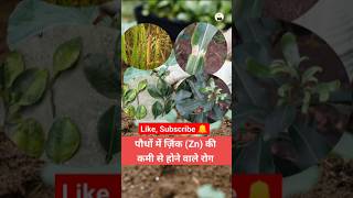 Zinc deficiency diseases in plants जिंक zink agriculture farming plants [upl. by Novihs]