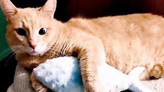 Чем порадовать кота Тестируем новую игрушку ручной работы cats handmade [upl. by Apeed]