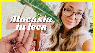 How to Care for your Alocasia in Leca  Bulb Propagation [upl. by Newob]